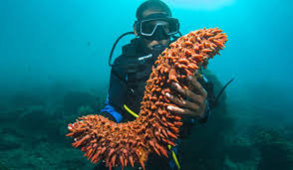 Sea Cucumbers From Cyprus from Cyprus